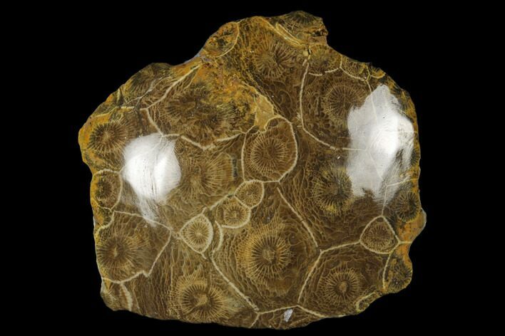 Polished Fossil Coral (Actinocyathus) Head - Morocco #182480